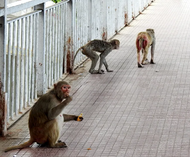 रेलवे स्टेशन पर बंदर। जागरण